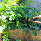 Telescopic Extendable Garden Hedge Hand Pruning Shears with Iron Body- Click Extendable 79cm(31.10") to 111cm(43.70") Garden Pruner - Anvil Razor Blades for Cutting Thick Branches - Gardening Loppers